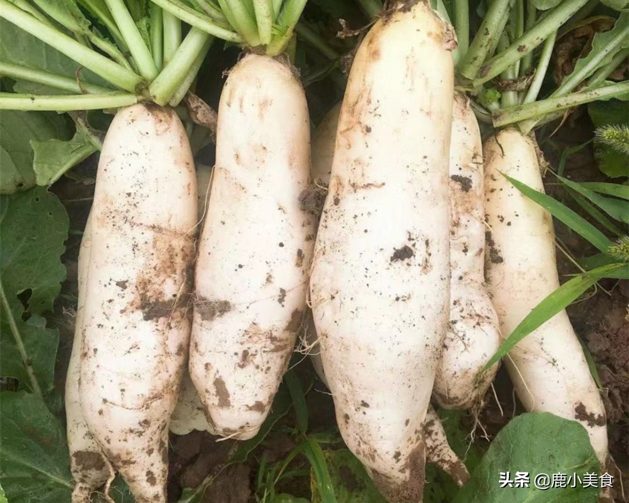 火锅菜谱大全100种（涮火锅必放的8种蔬菜告诉你）