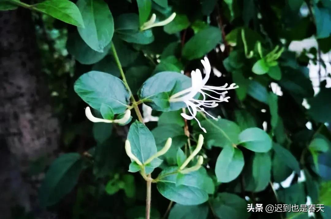 花6万元装修了乡下房子，打算以后回老家养老，然而现实却打脸了
