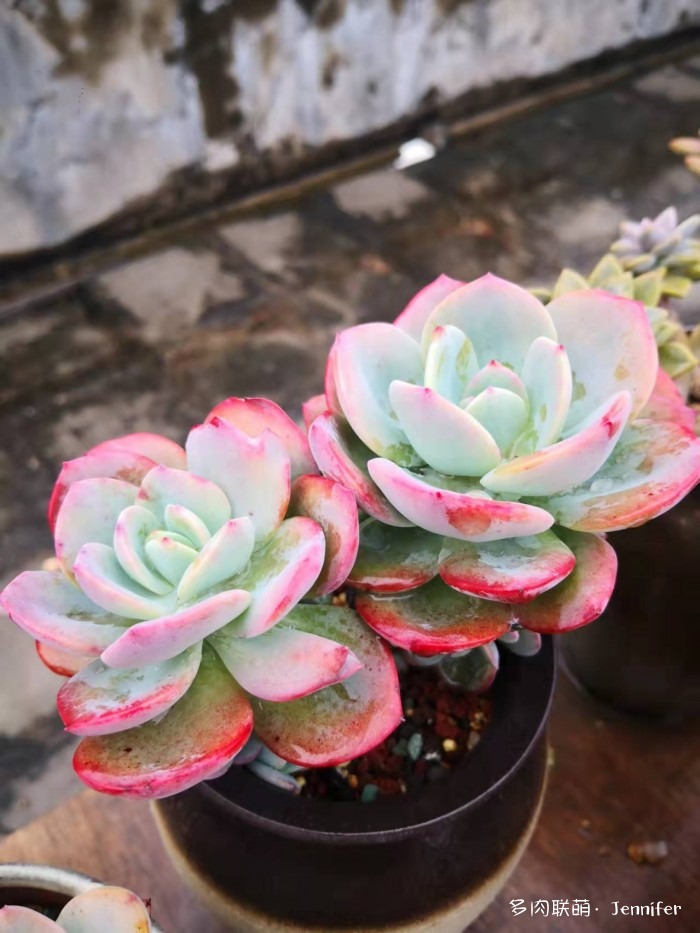13形容多肉植物的优美句(关于多肉的唯美句子简短) _力贝号