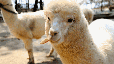 精品线路（208）：保定亲子游3大打卡地，冬天也不愁遛娃了