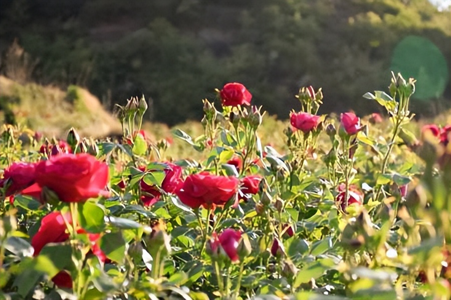 花开河东春来早｜花满闻喜，如画新绛！去看百花盛开的诗和远方！