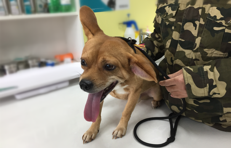 狗狗交配后，为什么会流血？这正常吗？