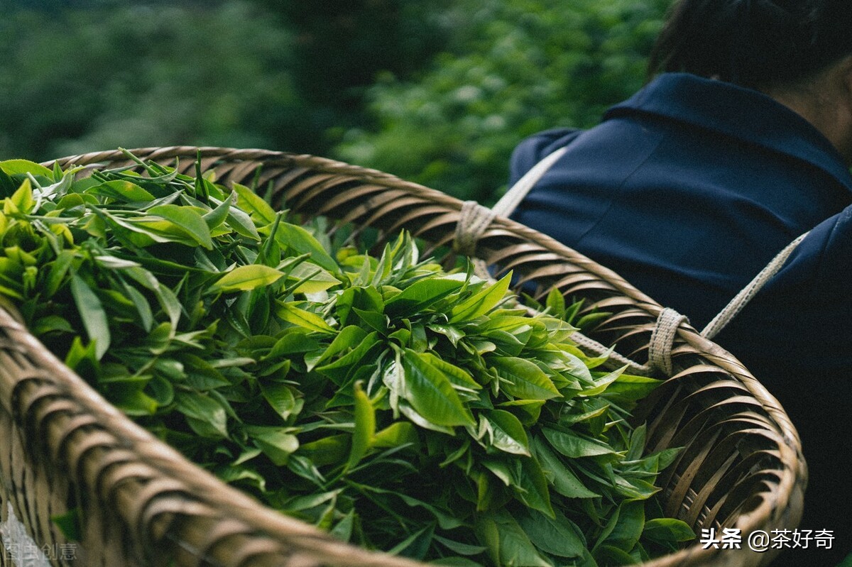 六款清远茶，据说连很多清远人都没饮过，你认识几种？