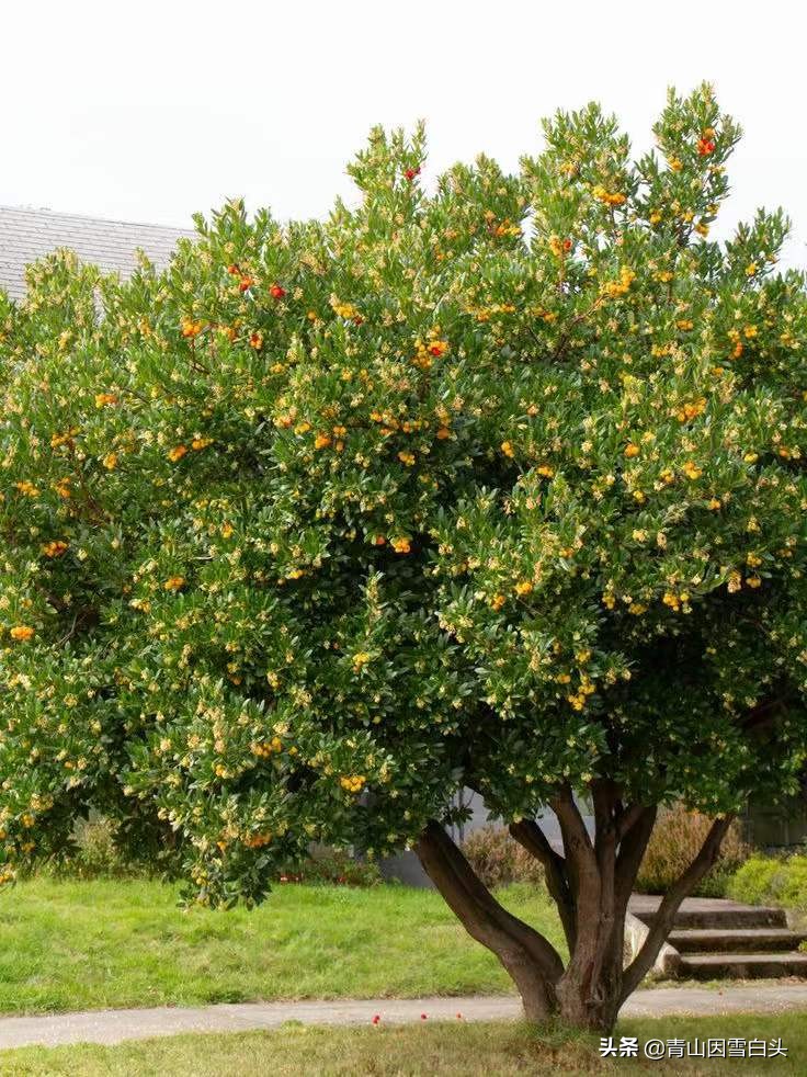 荒地种植草莓树,十年后,每棵价值3万多元,只适合无酷暑的省份