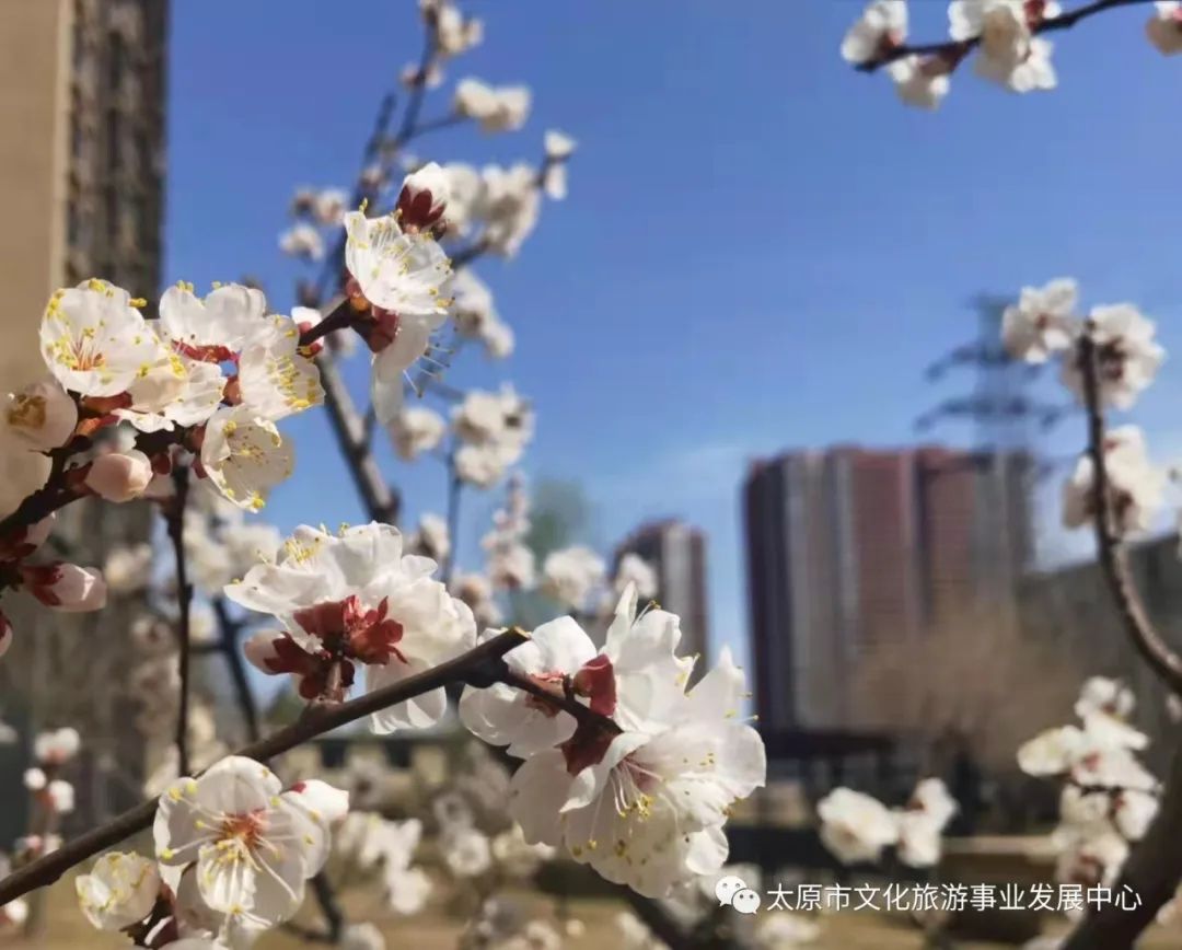 线上展览|“山河春意 锦绣太原——花的世界”主题摄影线上图片展（十三）