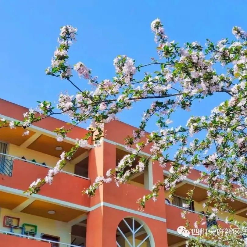 天府新区三星小学特色劳动课堂