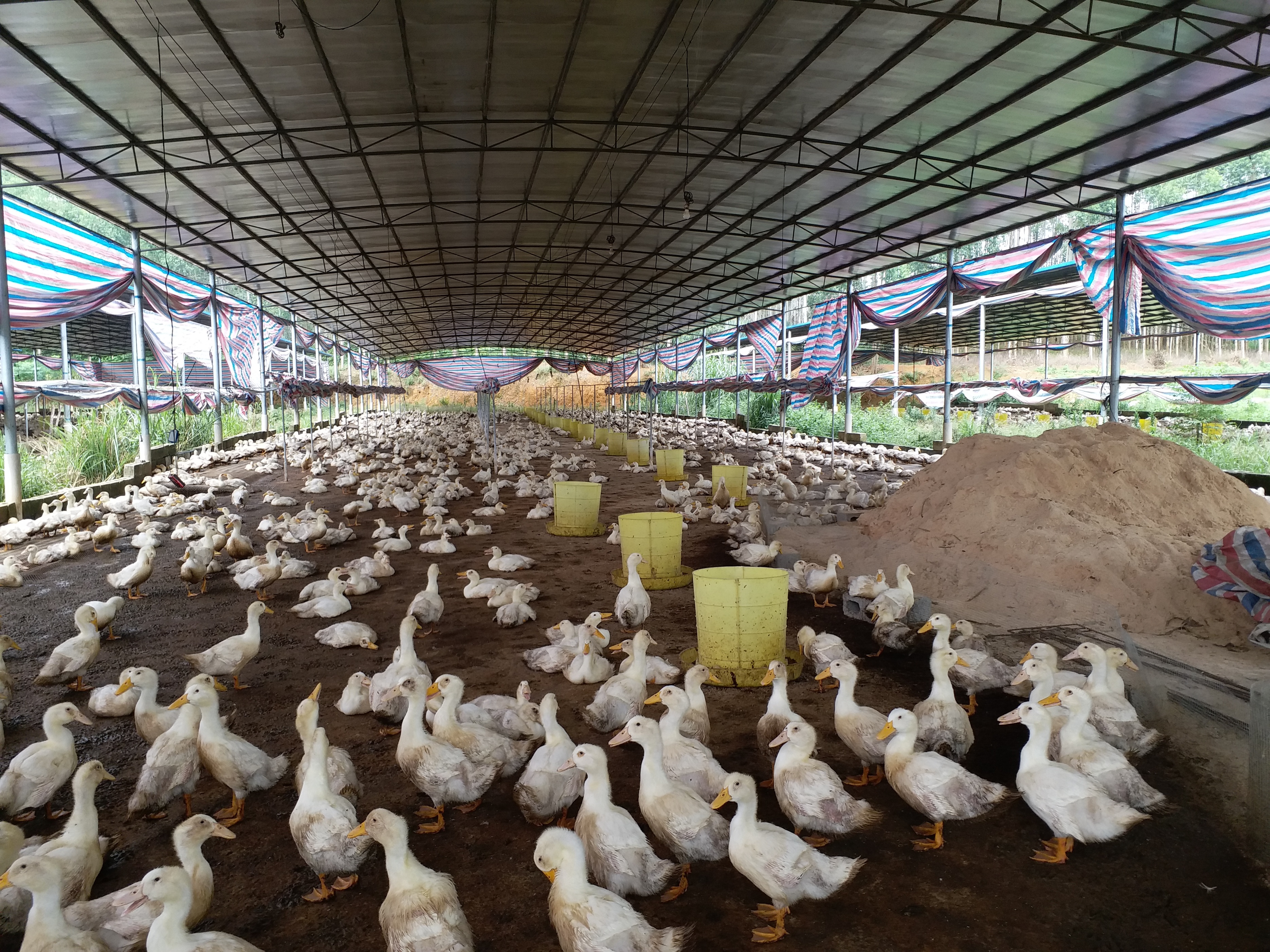 抓住盛夏季节，养好肉仔鸭