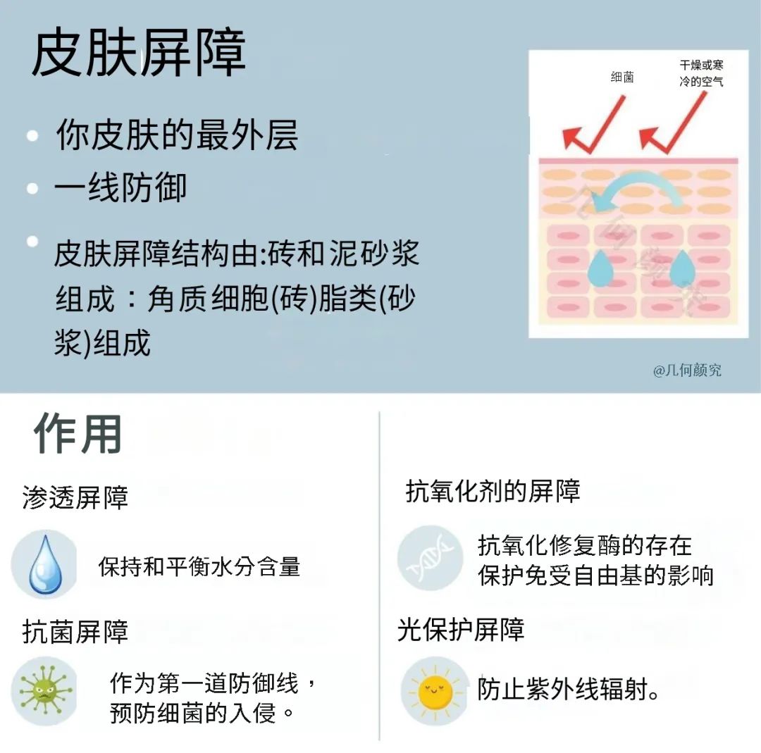 皮肤屏障功能｜受损的皮肤屏障该如何修复？