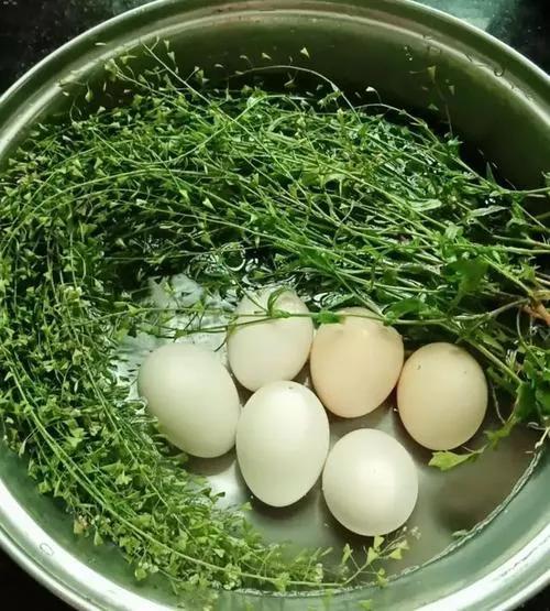 芨芨菜煮鸡蛋有什么寓意吗（三月三的风俗补钙增强体质）