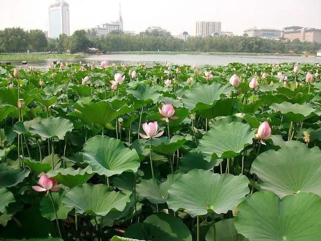 夏天游太原，收好这份“昼赏荷花夜赏景”路线图