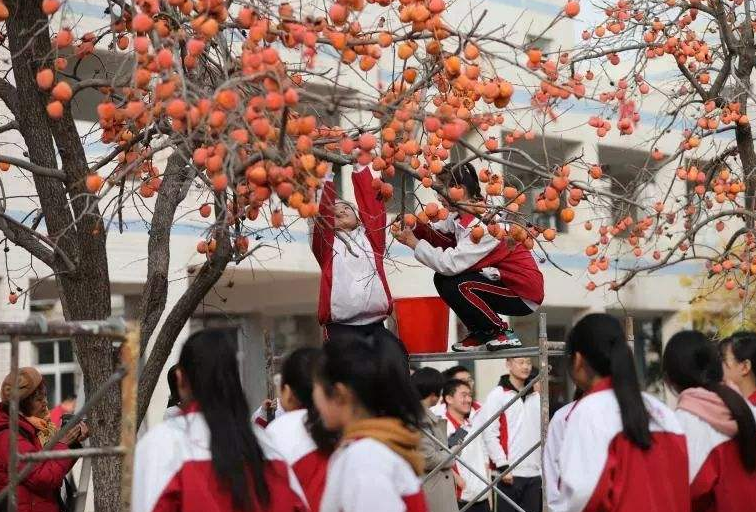 每座校园都有自己的代表植物，你就读的校园哪一种植物最出名？
