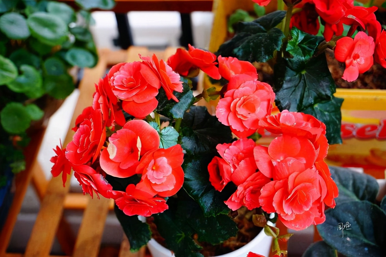 海棠花哪个品种最好看(3种常见的秋海花棠适合新手)