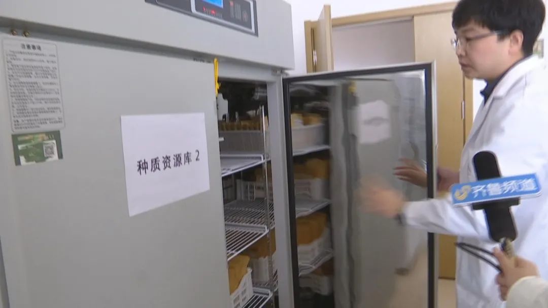 好品山东｜西瓜随便吃，种子得留下！这是啥操作？