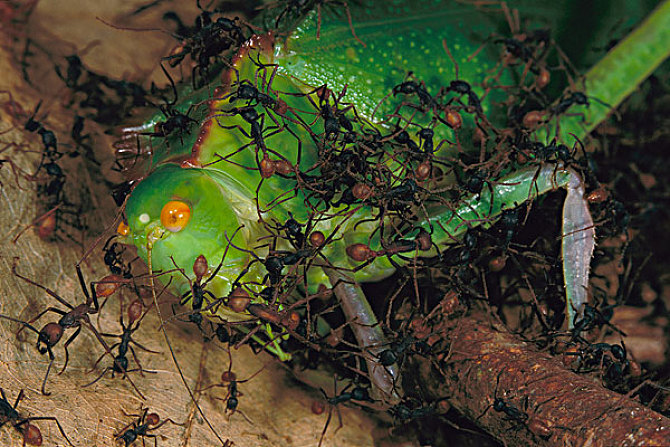 电影和故事中"吃人"的行军蚁,它们到底是怎么样的?