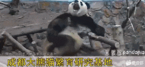 美人鱼上岸了图片