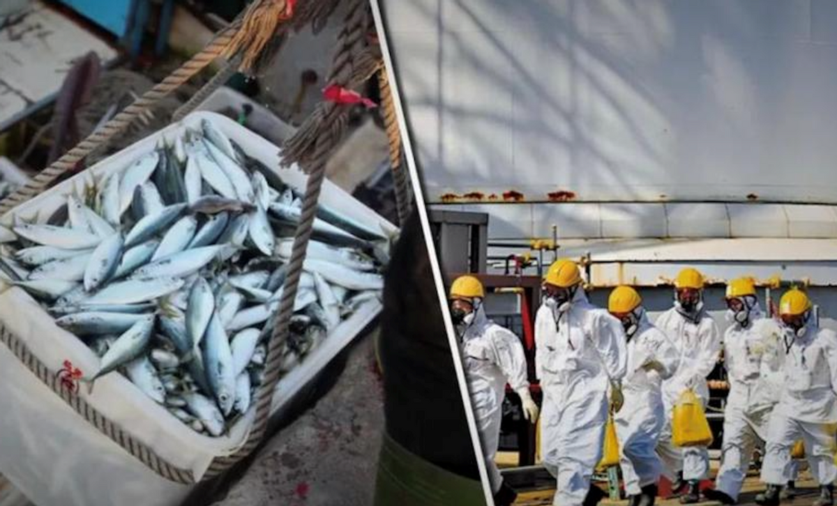 报应来了！日本海鱼辐射超标14倍，这下“花钱控评”也没用了