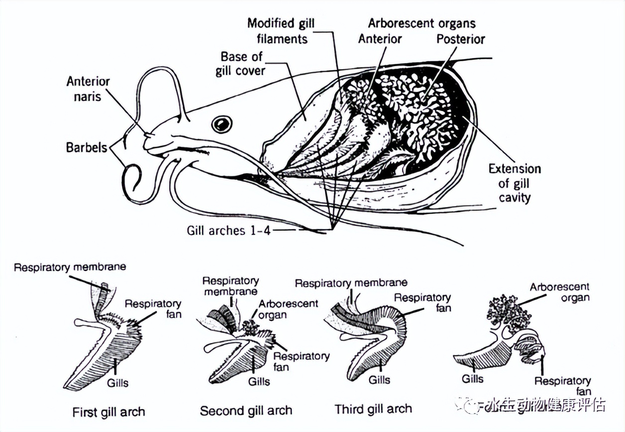 鱼类的呼吸器官除了鳃外，还有其他器官打辅助——鳃上器