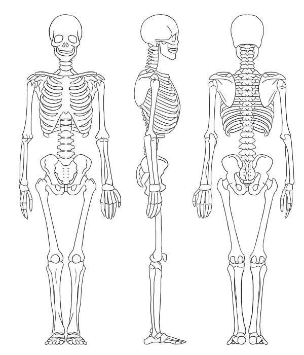 三大构成骨骼画法图片