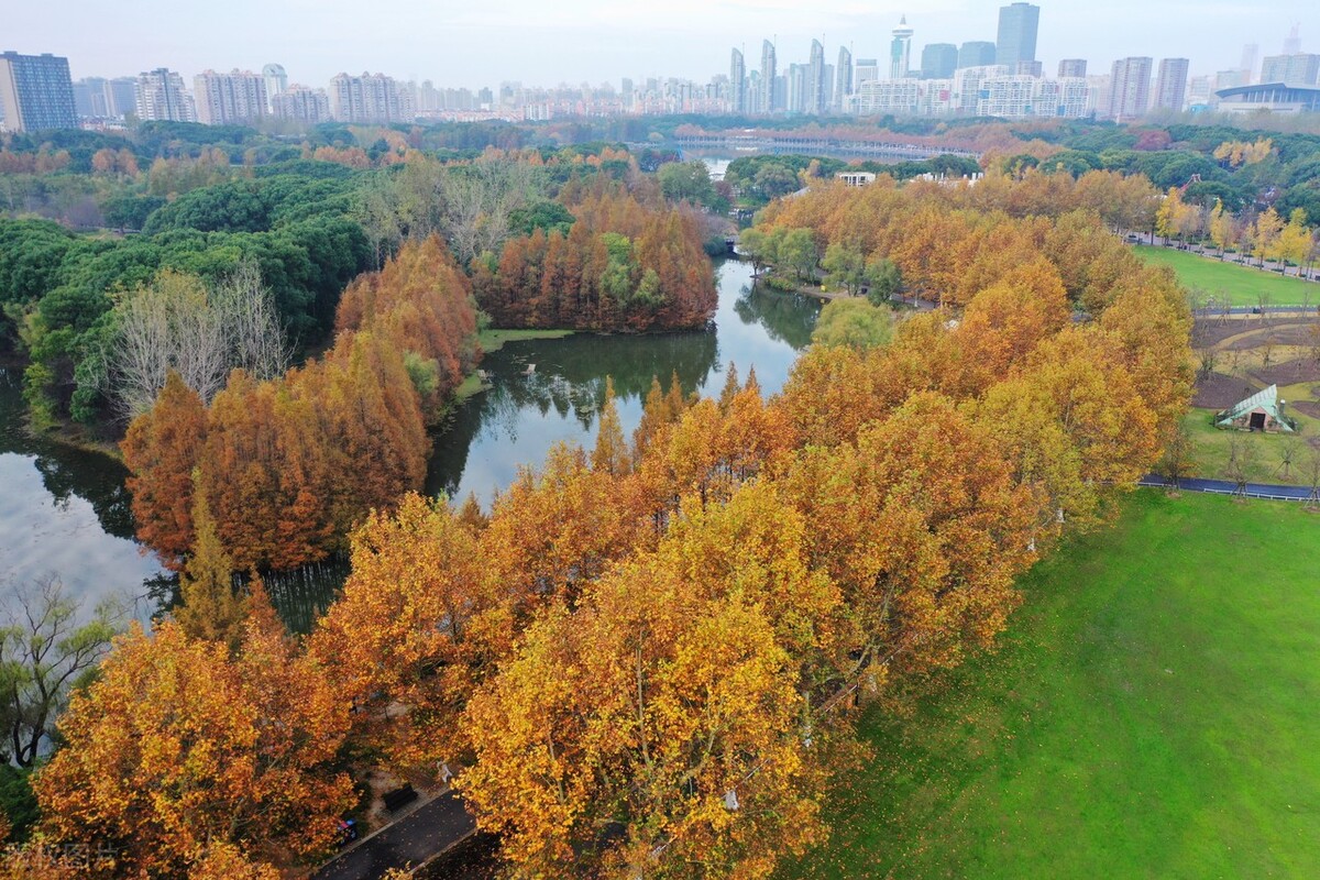 上海金秋去哪玩？必打卡这6个宝藏旅行地，遇见魔都最美的秋色！插图18