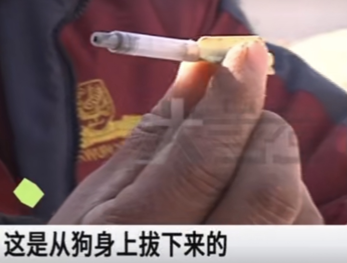 河南一男子开车用毒针射杀狗，村民吓得不敢动！毒狗针有多危险？