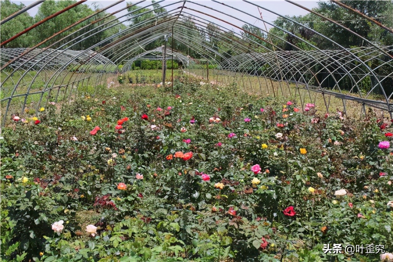 中国十大名花，您都知道吗？