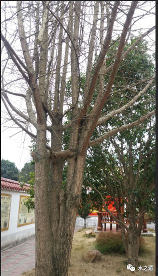 四年级写景作文分享