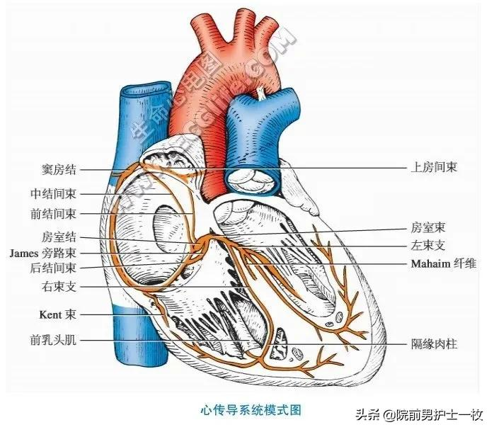 心脏传导系统示意图,心脏传导系统示意图简图