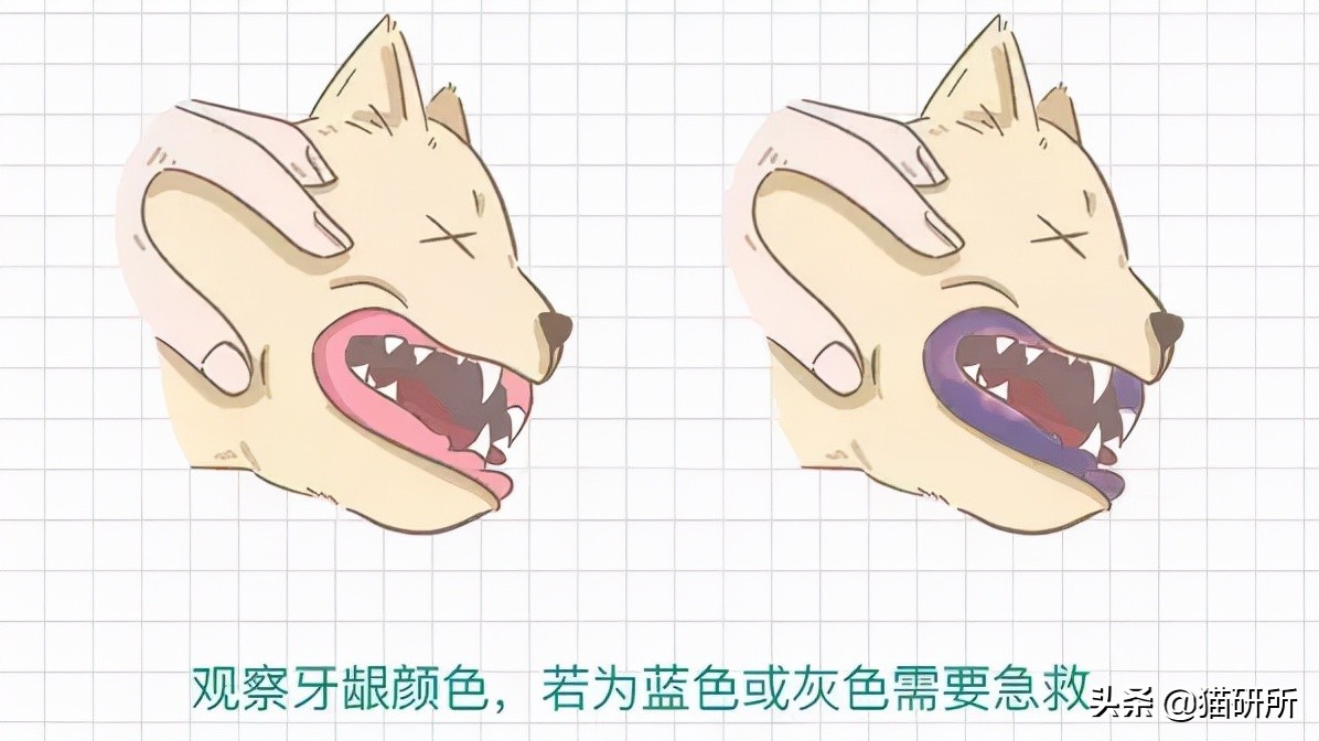 猫咪吃东西噎住，严重可致命！1分钟学会急救方法