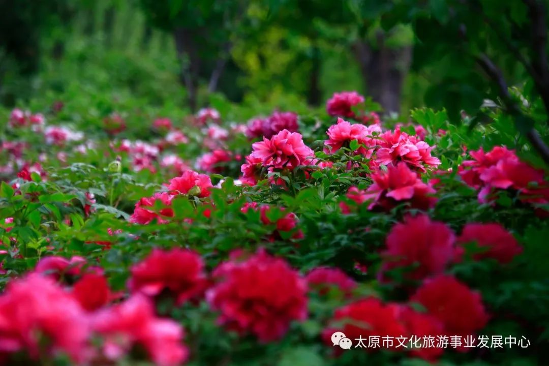 线上展览|“山河春意 锦绣太原——花的世界”主题摄影线上图片展（十五）