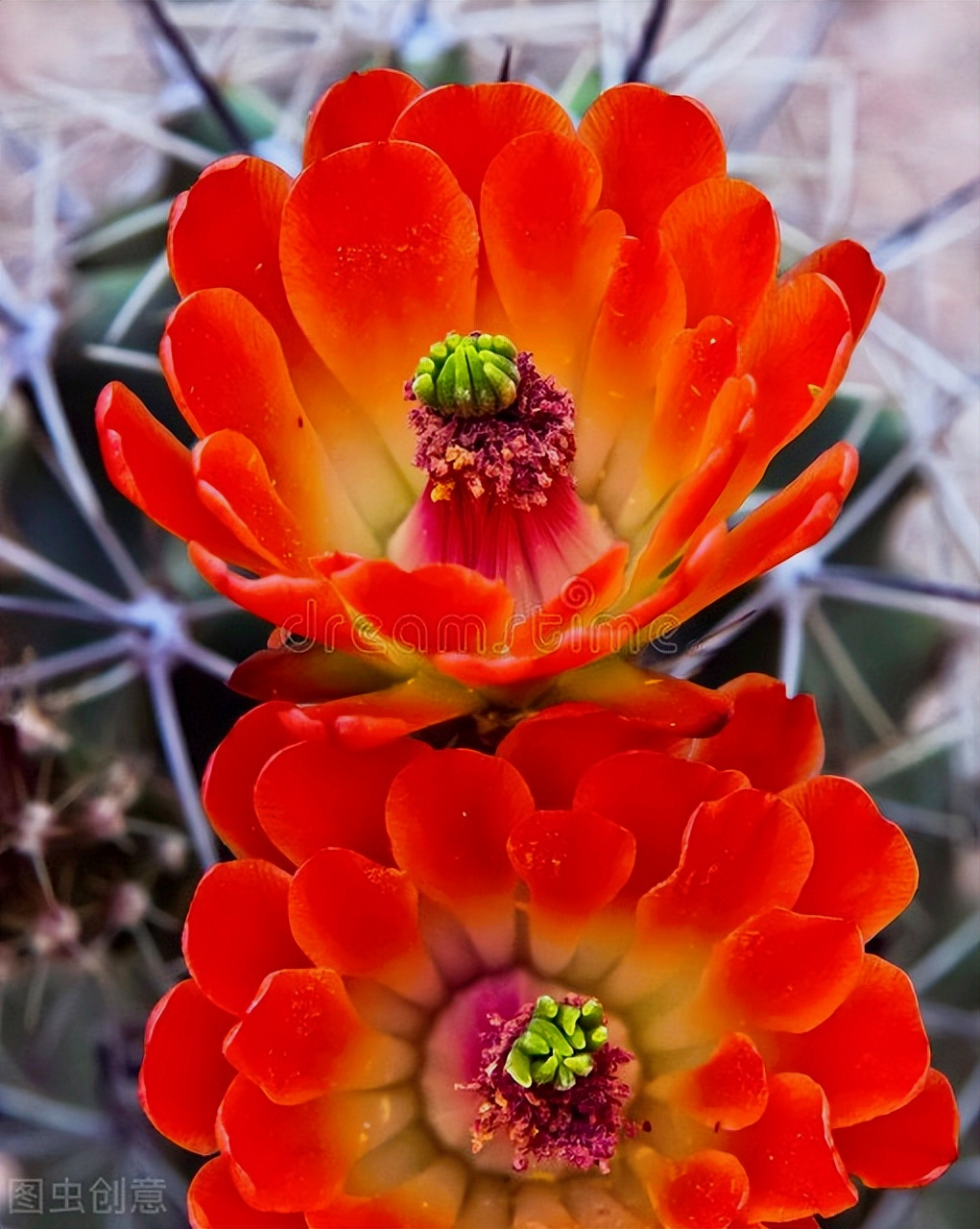 一花一世界，一束花点燃爱，相逢花浪漫情，春花情长，迷人心醉