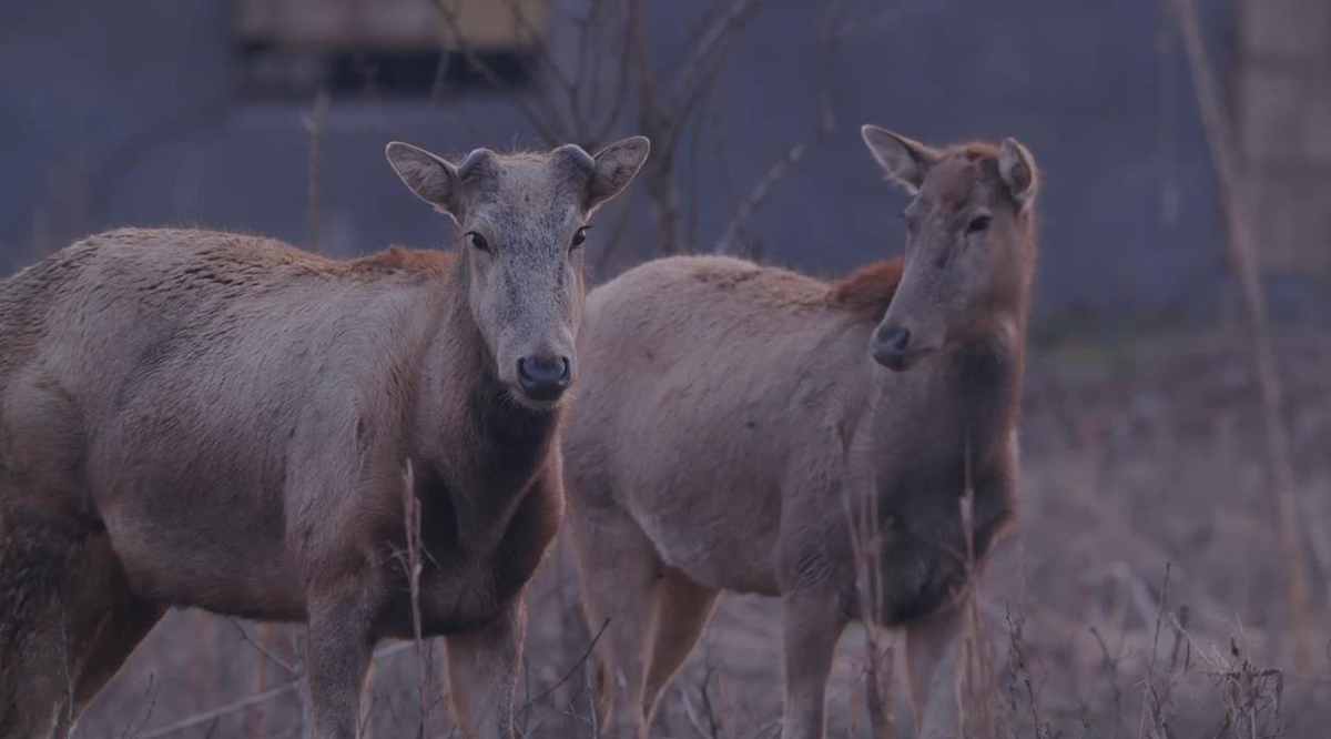 四不像是麋鹿吗,麋鹿为什么叫四不像
