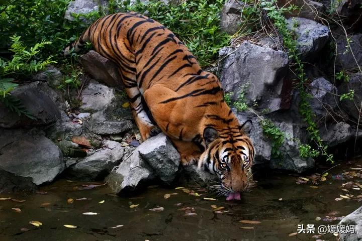 日积月累:飞花令“虎”的诗句100首