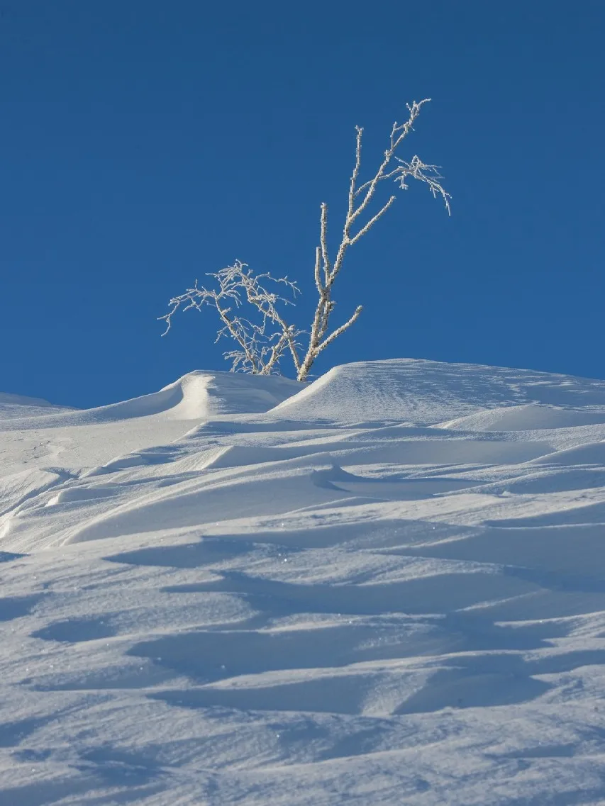 终不负约！冰雪大世界开园！雪乡恢复开放！梦幻大东北又回来了