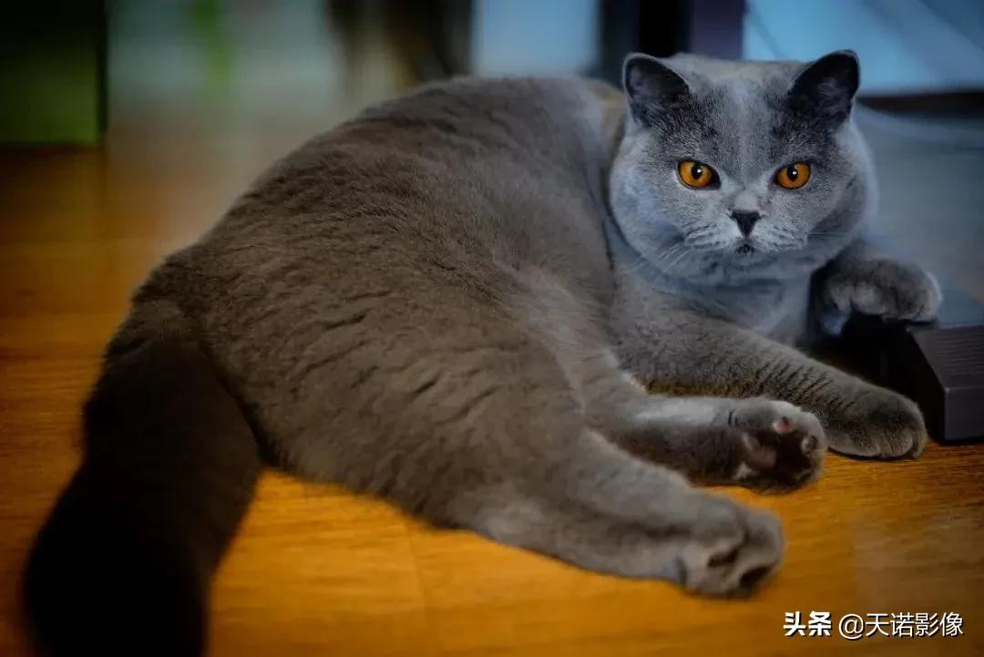 徕卡双A镜头为什么这么贵?