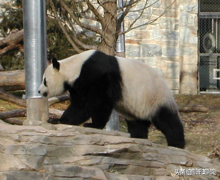 熊猫的特点和生活特征（大熊猫有哪些生活习性）