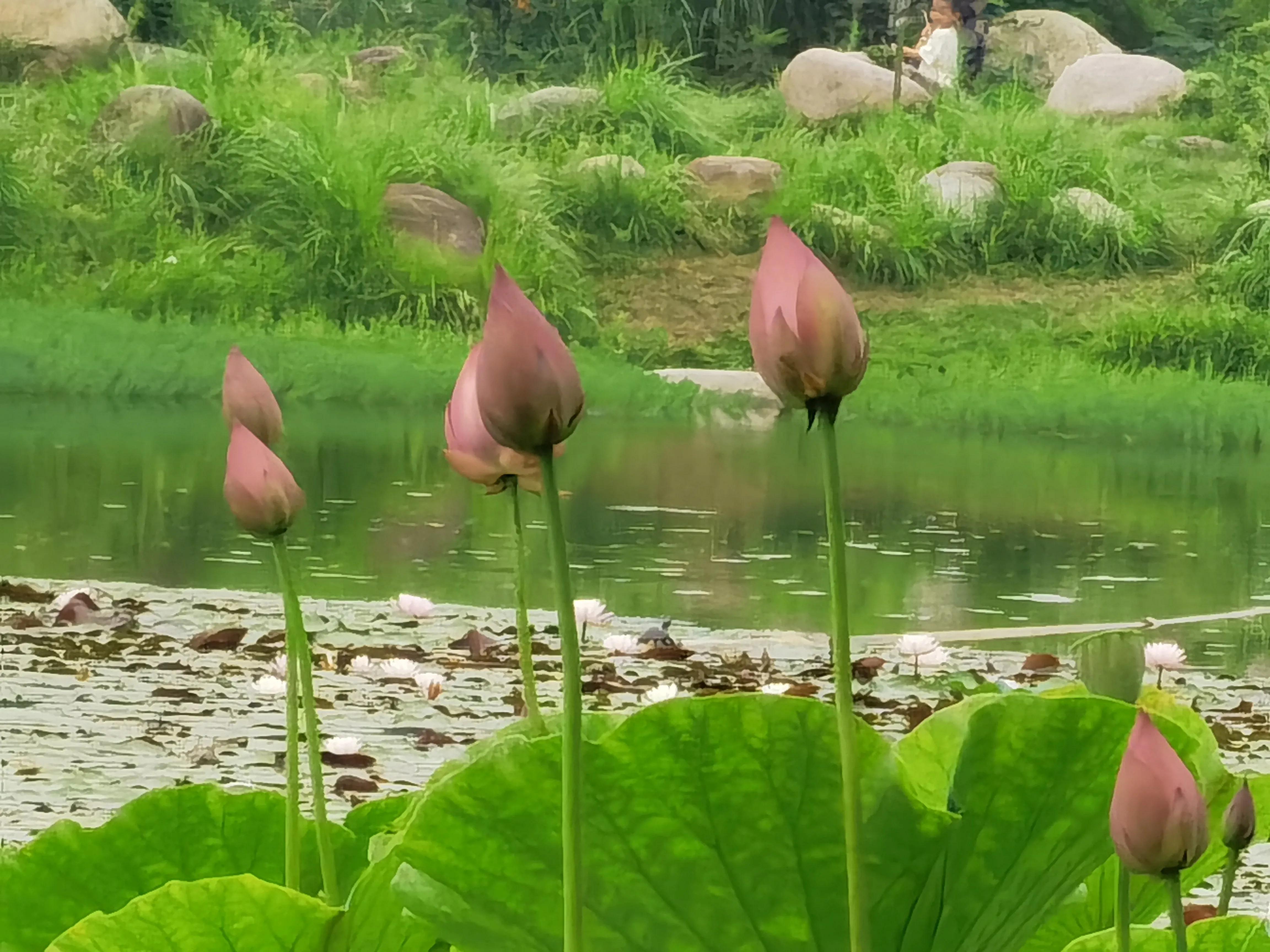 仓央嘉措——陌上花开