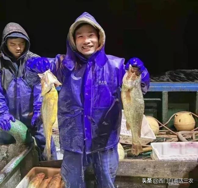 一网捕4900斤卖957万，平均一斤1900元，野生大黄鱼为啥这么贵？