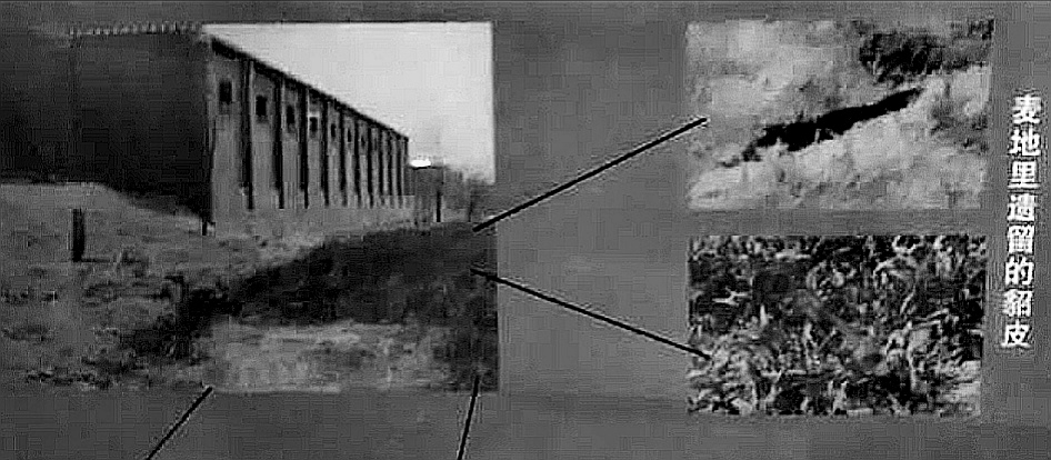 1981年，河南1 动物园2只老虎被害，警察凭1条绿腰带锁定屠虎凶犯