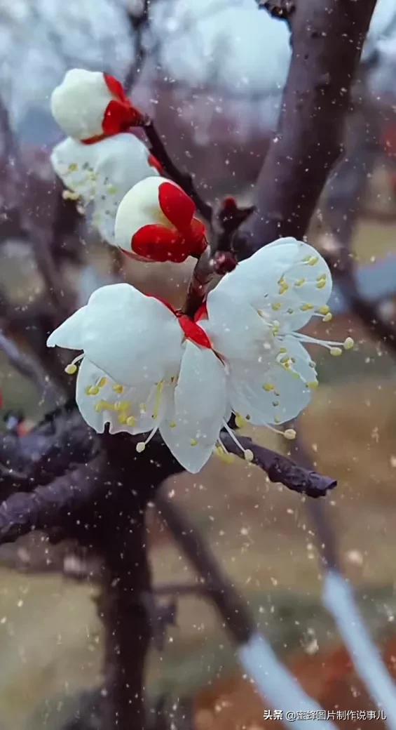 这些“吉祥花”，娇艳欲滴，姹紫嫣红，养在家里寓意深远