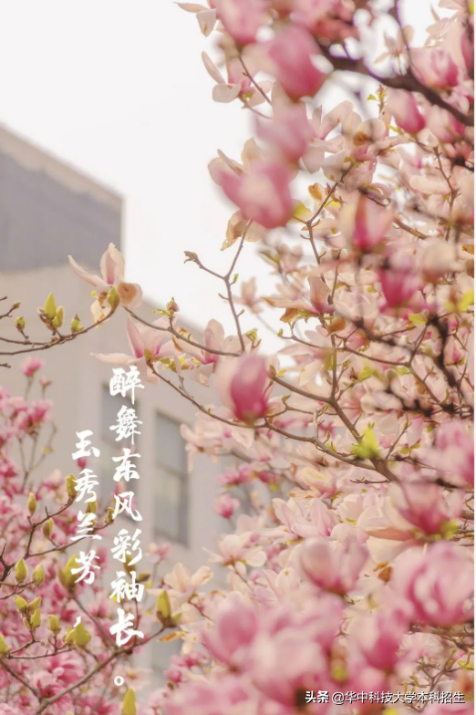 急速升温！这个夏天，华中科技大学将成全国“最火热”大学！吸引世界目光！