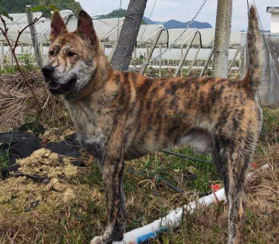 原來中華田園犬也有那麼多品種