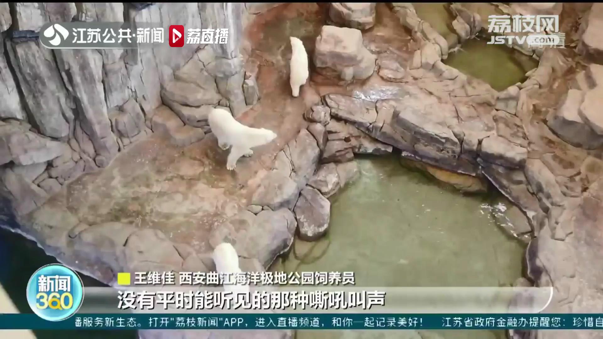 北极熊西安相亲后续：“仔仔”有望当爸爸啦