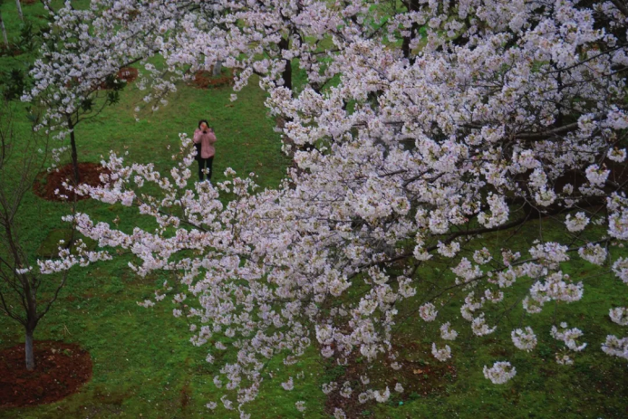 摘金夺银，捧回国家大奖！湖北这所大学实力超群，风格很“百变”