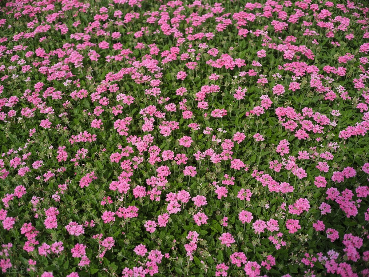 6种洋气花 花名好听花好看 家里养上一棵 马上显高级 天天看点