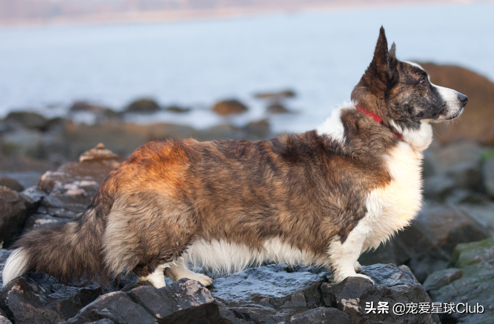 百科 | 卡迪根威尔士柯基，稳重聪明的短腿牧牛犬