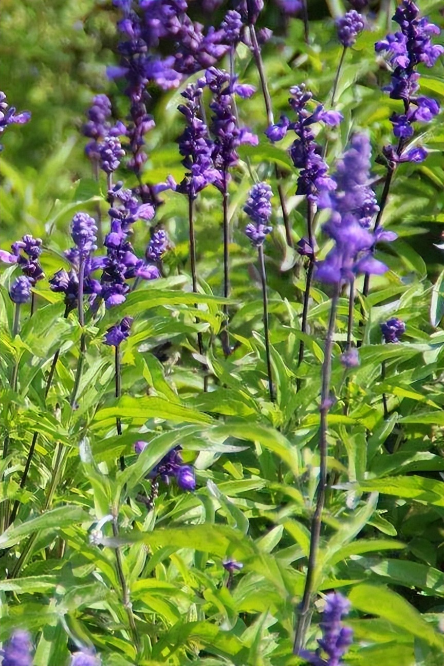 花开河东春来早｜花满闻喜，如画新绛！去看百花盛开的诗和远方！