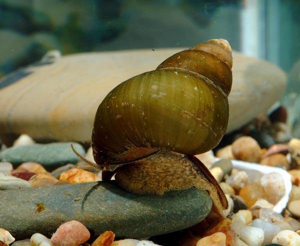 此螺蛳非彼螺蛳：受保护的螺蛳与石田螺和圆田螺