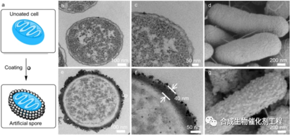 表达脂肪酶的大肠杆菌人工孢子界面催化更高效