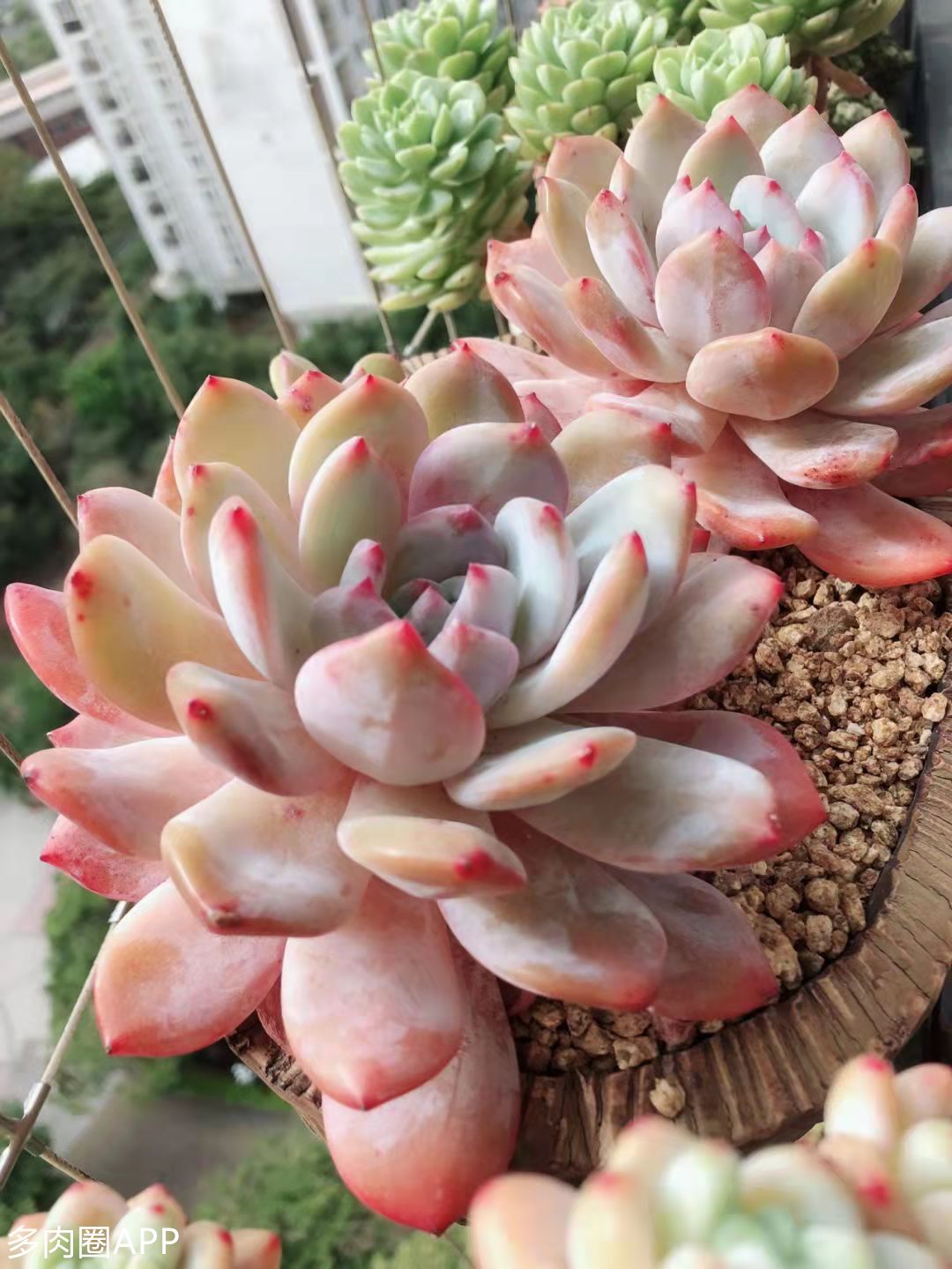 多肉葉片變黃的原因你都知道嗎 速來圍觀 天天看點