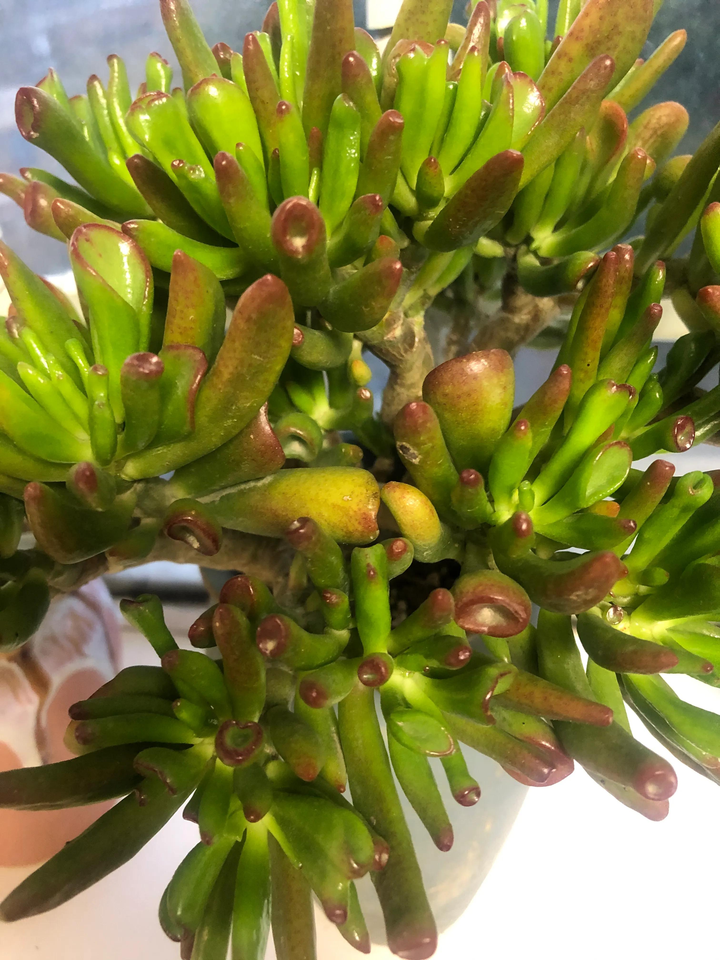 气人 用了多肉爆芽素 发的芽呢 把原有的花芽也给烧死了 肉肉发 安夏美发